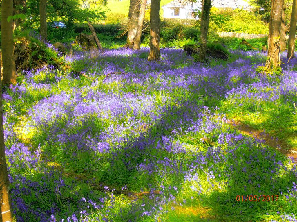 Larkfield House B&B, Ballycasheen Kerry V93 Wd51 Кілларні Екстер'єр фото